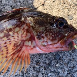 北風にも負けず、、、アオイソメ^_^三目。