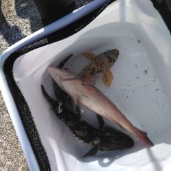 穴釣りにまさかの‥