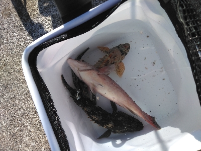 穴釣りにまさかの‥