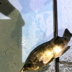 初牛深ライトゲーム