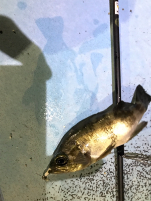 初牛深ライトゲーム