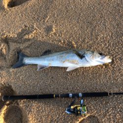 サーフシーバス