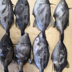 また来てしまいました(๑╹ω╹๑ )