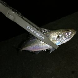 ナイトアジング