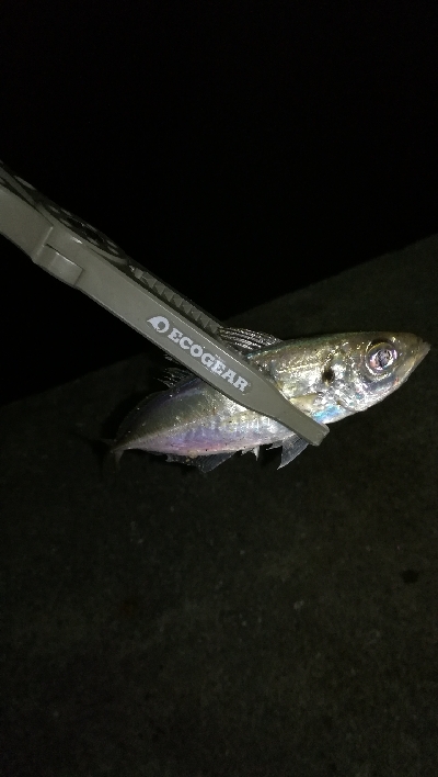 ナイトアジング