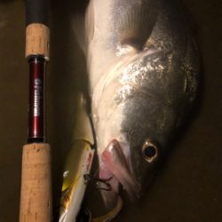 シーバス終盤戦！