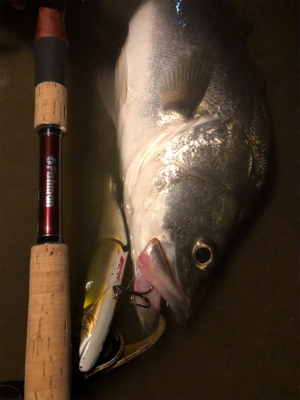 シーバス終盤戦！