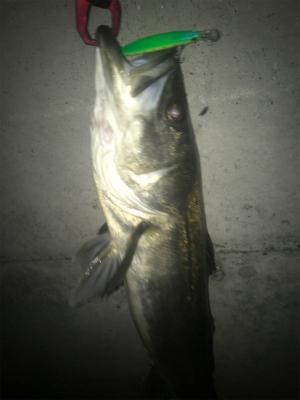 またまたマイワシ