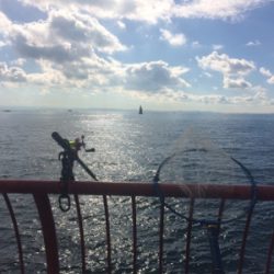 シラサカゴの定番ゲスト登場