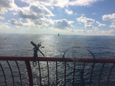 シラサカゴの定番ゲスト登場