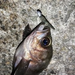 ２０㎝アップは出ず