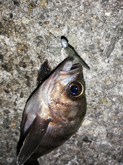 ２０㎝アップは出ず