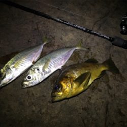 青物飽きた。次はギガアジメバル