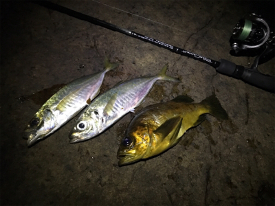 青物飽きた。次はギガアジメバル