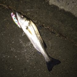 秋シーバス終焉か。