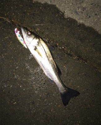 秋シーバス終焉か。