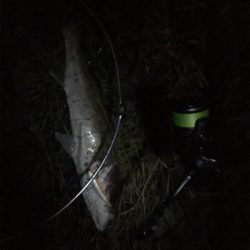 マッチザベイト