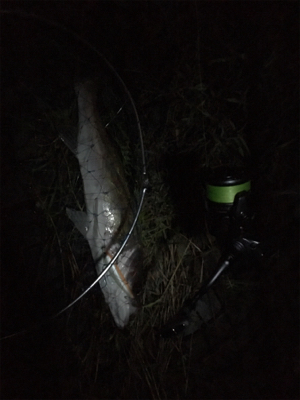 マッチザベイト