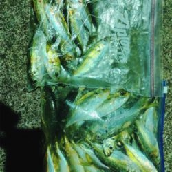 そろそろメバルかな？