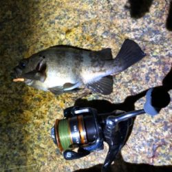 超低潮位でのメバリング