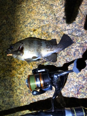 超低潮位でのメバリング