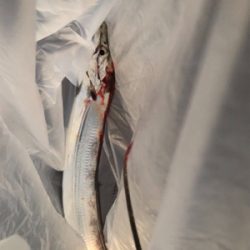 ポツポツ釣れてました