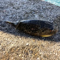 釣れませんでした！