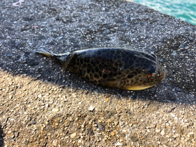 釣れませんでした！