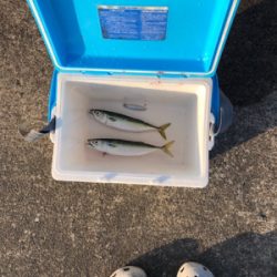 大在公共埠頭 ジグサビキ