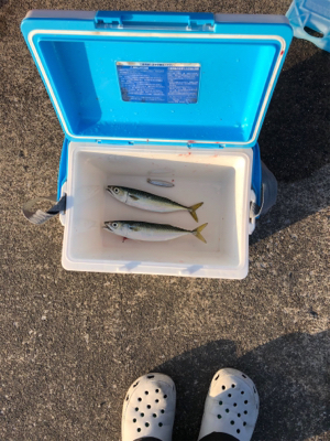 大在公共埠頭 ジグサビキ