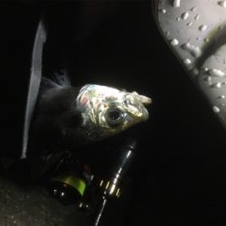 朝まずめリベンジ