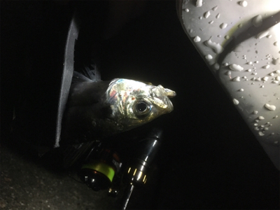 朝まずめリベンジ