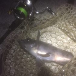 満月メバリング3days 2日目