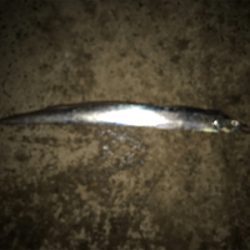 今日は、久しぶりのアタリ多数！