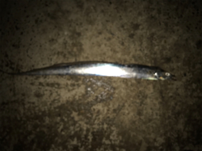 今日は、久しぶりのアタリ多数！