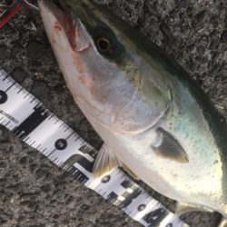 呑ませ一投目一発ツモ！