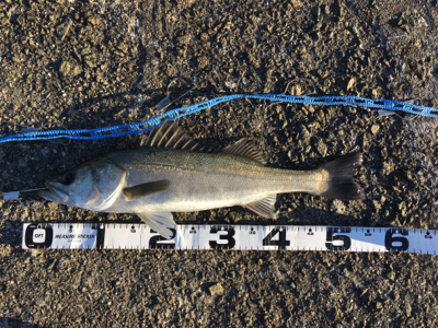 岸和田1文字、沖の南にて。大漁！