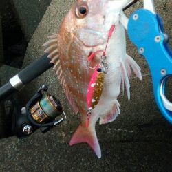 ショアジギング釣行