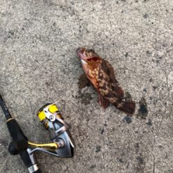 ロックフィッシュゲーム