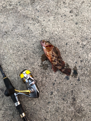 ロックフィッシュゲーム