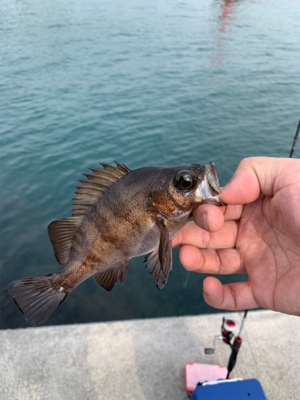 メバリング開幕！