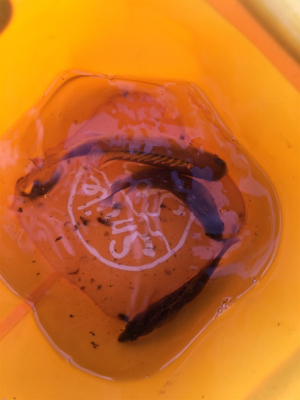 ファミリーちょい投げ釣り