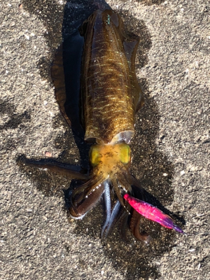 この時期にしちゃちっちゃ⁈