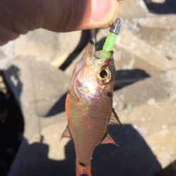 結局地元アジング(´-ω-`)