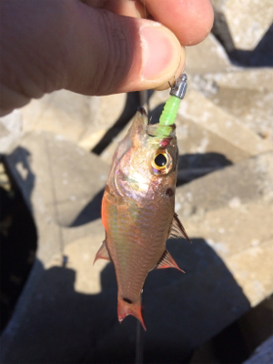 結局地元アジング(´-ω-`)