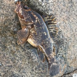 根魚よく釣れました