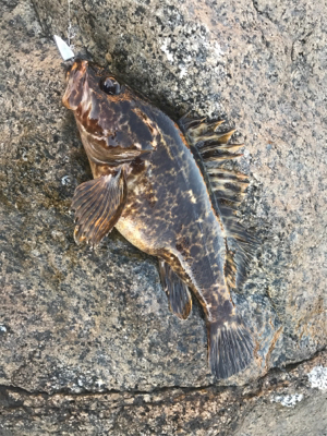 根魚よく釣れました