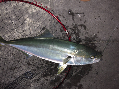 サビキからのノマセでメジロ