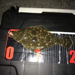 アジング撃沈後のマイメバリング開幕