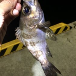 マリンピア沖洲でライトゲーム